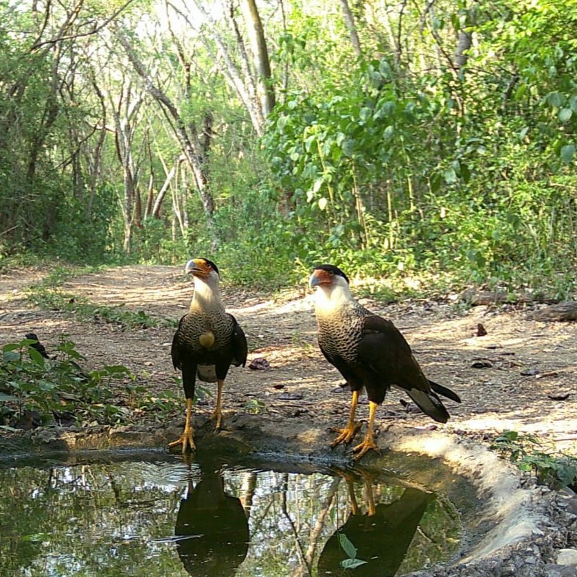 Caracara crestado