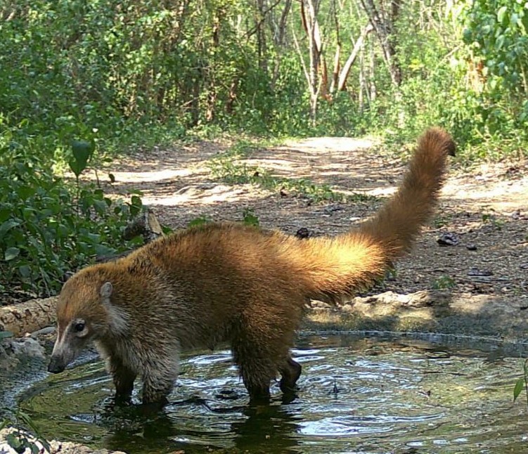 Coatí