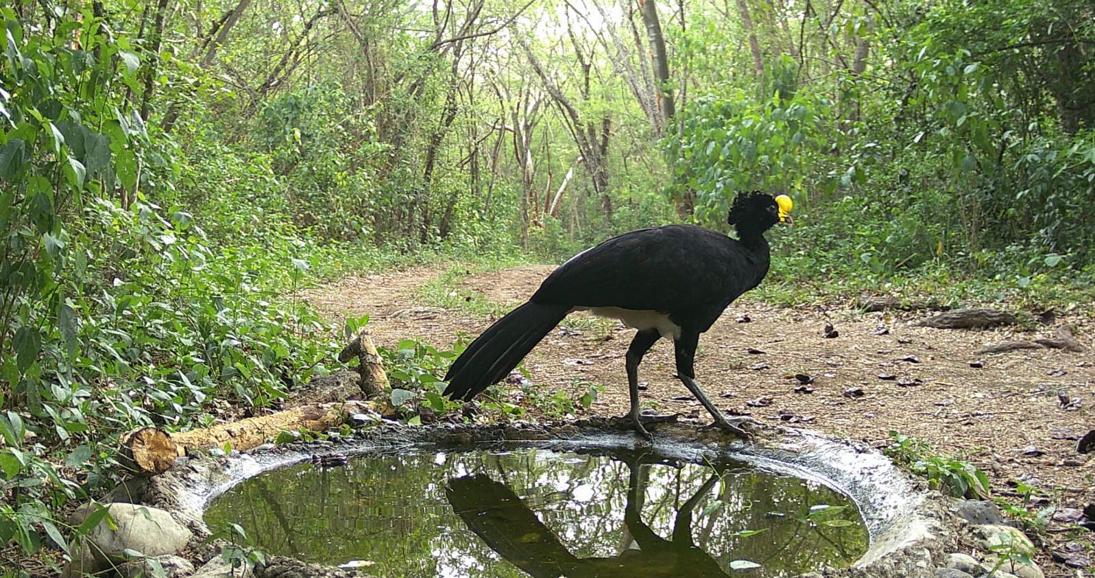 Hocofaisán