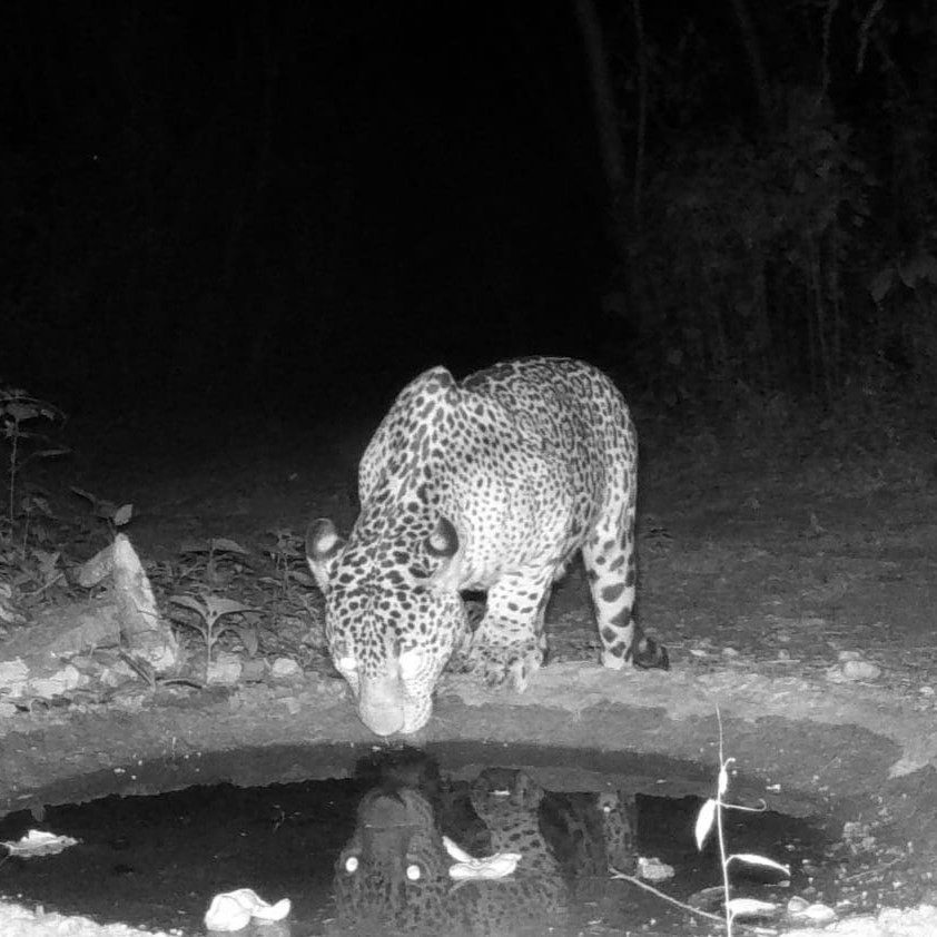 Jaguar