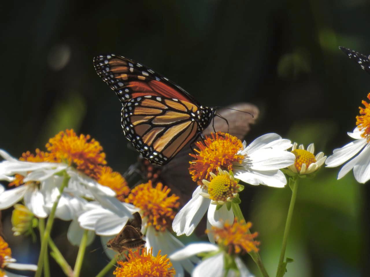 Mariposa Monarca