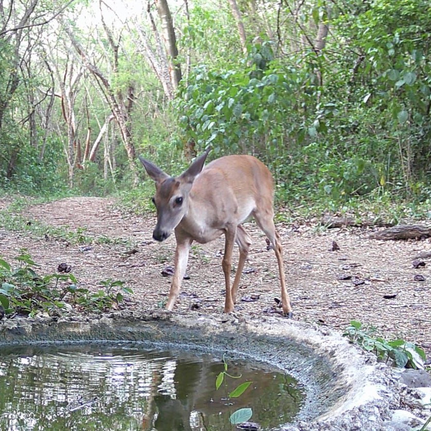 Venado cola blanca